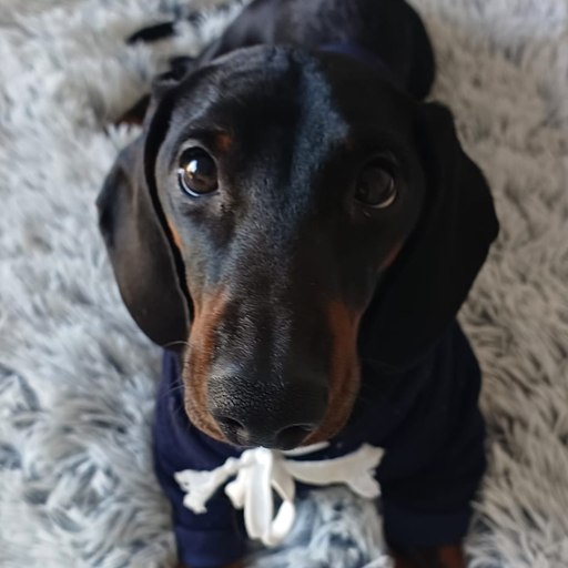 Coco, el teckel que da nombre al blog